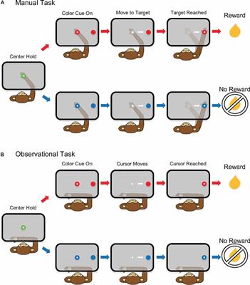 Noise-Correlation Is Modulated by Reward Expectation in the Primary Motor Cortex Bilaterally During Manual and Observational Tasks in Primates